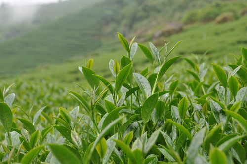 網上買茶靠譜嗎？怎樣才能在網上買到好茶？看完漲知識了