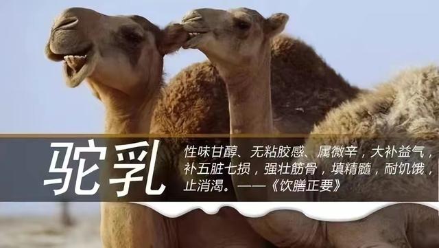 真正好的駝奶甚至都是千金難求.jpeg