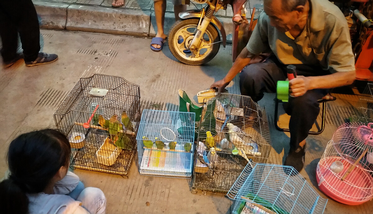 買鳥去哪里買靠譜？買回來用什么樣的環境和方式去飼養？