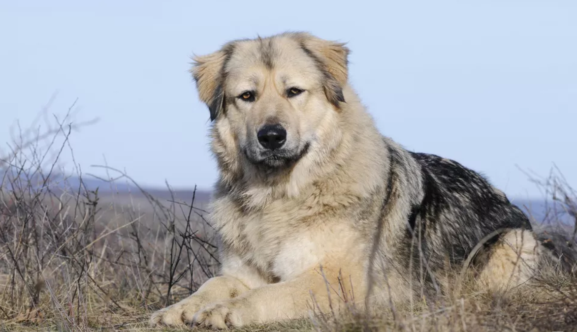 什么地方有高加索犬賣？高加索犬在哪買的？中國最好的高加索犬舍